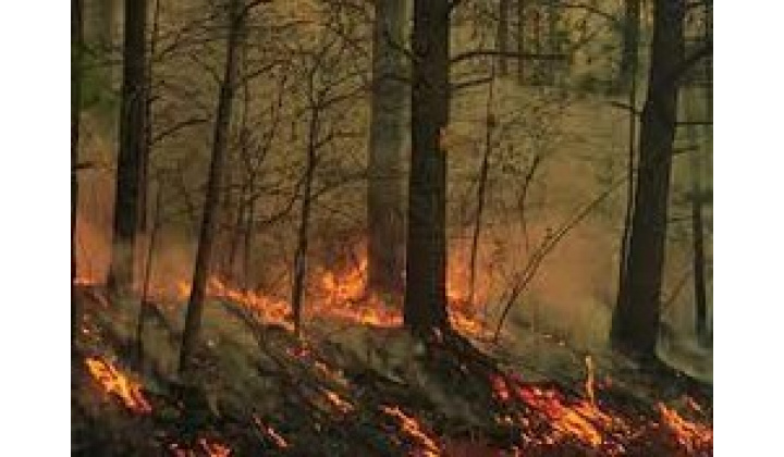 Opatrenia  na  zabezpečenie  ochrany  lesov  pred požiarmi  na  rok  2024